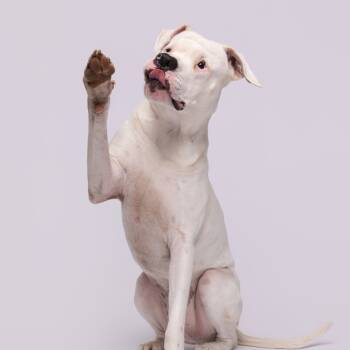 Rescue Terrier Dogs for Adoption in Tampa, Florida - Apollo | PetCurious