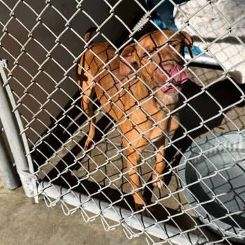 Sara -  Mixed Breed Dog for Adoption in Elizabethtown, North Carolina - Sara | PetCurious