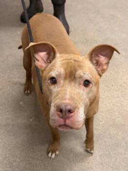 Cordelia -  Pit Bull Terrier Dog for Adoption in Cleveland, Ohio - Cordelia | PetCurious