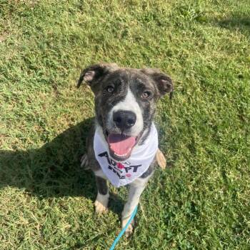 Jolly -  Hound and Mixed Breed Dog for Adoption in Springfield, Missouri - Jolly | PetCurious
