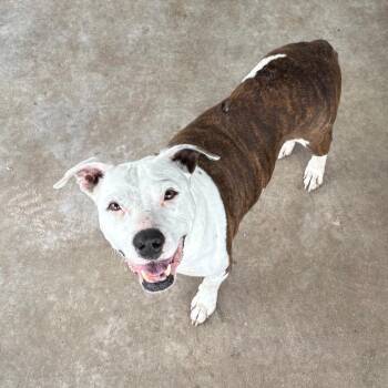 Pit Bull Terrier Dogs Available for Adoption - Annie D46417 | PetCurious