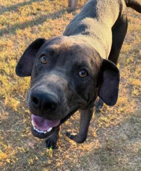 Smokey -  Catahoula Leopard Dog and Labrador Retriever Dog for Adoption in Hawkins, Texas - Smokey | PetCurious