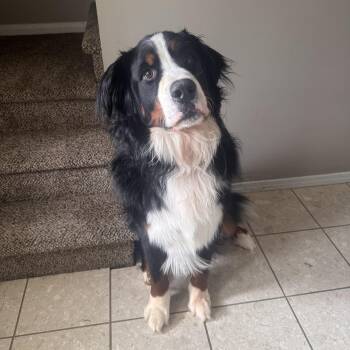 Kyro Courtesy Listed -  Bernese Mountain Dog Dog for Adoption in Midland, Michigan - Kyro Courtesy Listed | PetCurious