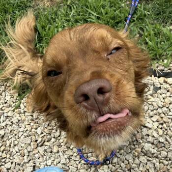 Butternut -  Spaniel and Mixed Breed Dog for Adoption in Dover, New Hampshire - Butternut | PetCurious