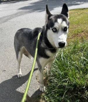 Blanche -  Siberian Husky and Mixed Breed Dog for Adoption in Savannah, Georgia - Blanche | PetCurious