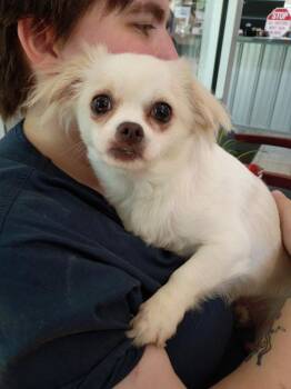 Freddy -  Chihuahua Dog for Adoption in Angola, Indiana - Freddy | PetCurious