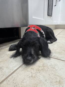 Ella -  Poodle and Terrier Dog for Adoption in Valrico, Florida - Ella | PetCurious