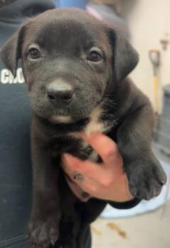 Pit Bull Terrier and Mixed Breed Dogs Available for Adoption - Keno | PetCurious