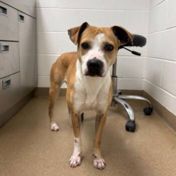 Pit Bull Terrier and Mixed Breed Dogs Available for Adoption in Corpus Christi, Texas - Ivy | PetCurious