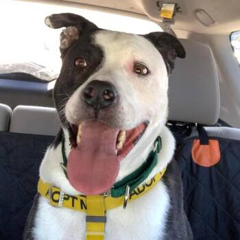 Domino -  Mixed Breed Dog for Adoption in Greensboro, North Carolina - Domino | PetCurious