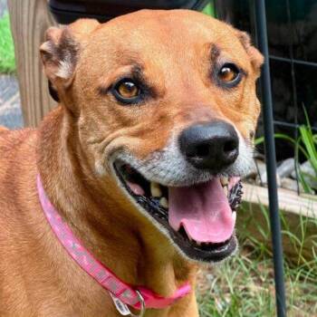 Sol -  Shepherd Dog for Adoption in Broken Arrow, Oklahoma - Sol | PetCurious