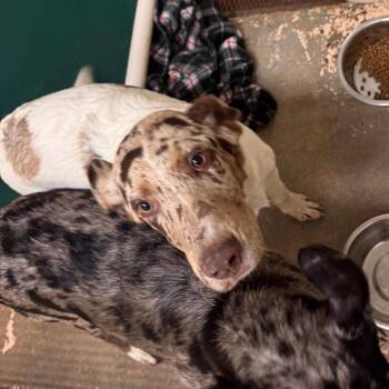 Clint -  Great Dane and Great Pyrenees Dog for Adoption in Starkville, Mississippi - Clint | PetCurious