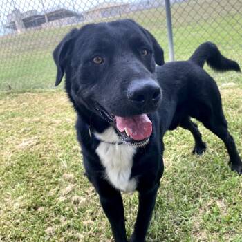 Rescue Labrador Retriever and Mixed Breed Dogs for Adoption in Corpus Christi, Texas - Comet | PetCurious