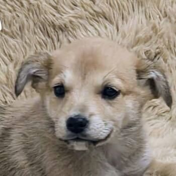 Lila (20261018-03) -  Labrador Retriever Dog for Adoption in Niagara Falls, Ontario - Lila (20261018-03) | PetCurious