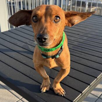 Dachshund Dogs Available for Adoption - Nicky | PetCurious