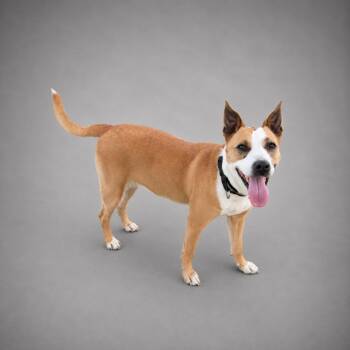 Bonita -  Terrier and Mixed Breed Dog for Adoption in Hardeeville, South Carolina - Bonita | PetCurious