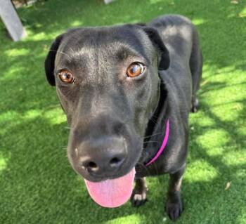SARABI -  Labrador Retriever and Pit Bull Terrier Dog for Adoption in Colorado Springs, Colorado - SARABI | PetCurious
