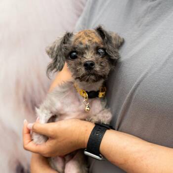 Archer -  Poodle and Mixed Breed Dog for Adoption in New York, New York - Archer | PetCurious