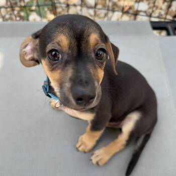 Rescue Chihuahua and Mixed Breed Dogs for Adoption in Cedar Park, Texas - Darius Rucker | PetCurious