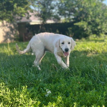 Rescue Golden Retriever Dogs for Adoption in Louisville, Kentucky - Daisy #7327- Nicholasville | PetCurious