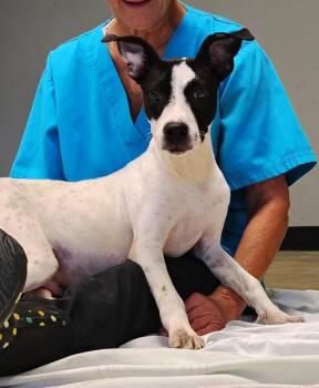 Rescue Jack Russell Terrier and Staffordshire Bull Terrier Dogs for Adoption in Zebulon, Georgia - Wilson | PetCurious