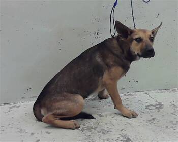 MARBIN -  German Shepherd Dog and Mixed Breed Dog for Adoption in Houston, Texas - MARBIN | PetCurious