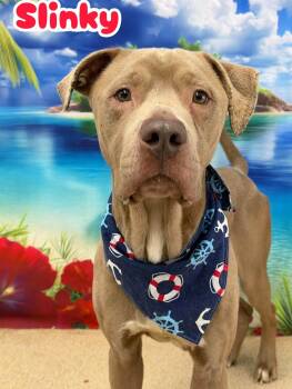 Slinky -  Mixed Breed Dog for Adoption in Flint, Michigan - Slinky | PetCurious