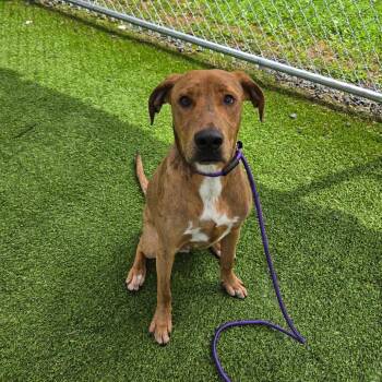 Ian -  Catahoula Leopard Dog and Mixed Breed Dog for Adoption in Binghamton, New York - Ian | PetCurious