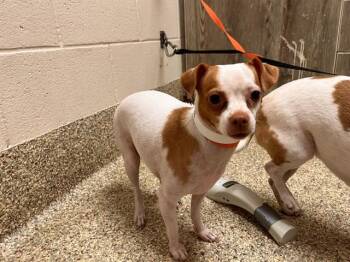 VICTORIA -  Chihuahua and Mixed Breed Dog for Adoption in Colorado Springs, Colorado - VICTORIA | PetCurious