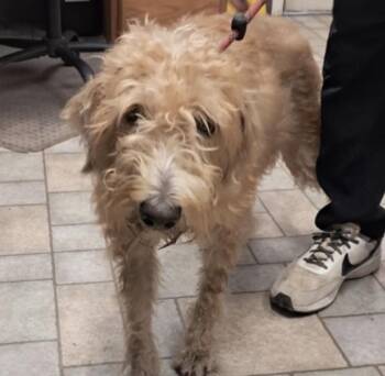 Carol -  Standard Poodle Dog for Adoption in Hollister, Missouri - Carol | PetCurious