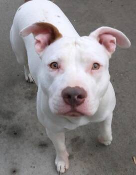 Baby -  Staffordshire Bull Terrier Dog for Adoption in Thief River Falls, Minnesota - Baby | PetCurious