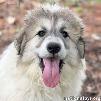 Great Pyrenees Dogs Available for Adoption in Beacon, New York - Wither In OH - Goofy & Affectionate! | PetCurious