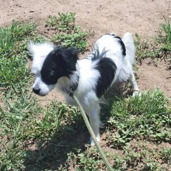 Bitsy -  Mixed Breed Dog for Adoption in Dorr, Michigan - Bitsy | PetCurious