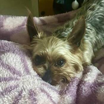 Yorkshire Terrier Dogs Available for Adoption in Overland Park, Kansas - Bobby Joe | PetCurious