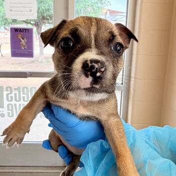Black Labrador Retriever Dogs Available for Adoption in San Antonio, Texas - Tiguan | PetCurious