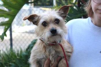 Terrier and Mixed Breed Dogs Available for Adoption in Brunswick, Georgia - Cindy Lou | PetCurious