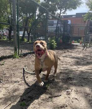Louisa -  Mixed Breed Dog for Adoption in Toronto, Ontario - Louisa | PetCurious