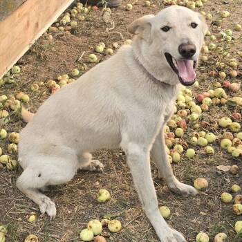 Loki -  Husky and German Shepherd Dog Dog for Adoption in Cashmere, Washington - Loki | PetCurious