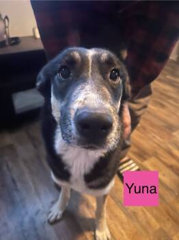 Rescue German Shepherd Dog and Husky Dogs for Adoption in Indianapolis, Indiana - Yuna | PetCurious