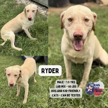 Rescue Yellow Labrador Retriever Dogs for Adoption in Anahuac, Texas - Ryder | PetCurious