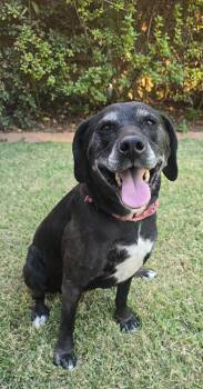 Delana READ HER STORY -  Black Labrador Retriever Dog for Adoption in Franklin, Tennessee - Delana READ HER STORY | PetCurious