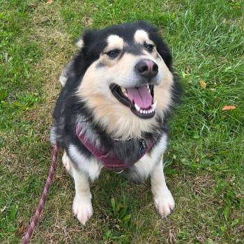 Rescue Siberian Husky Dogs for Adoption in Oneonta, New York - Balto | PetCurious