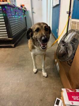 Wilford -  German Shepherd Dog Dog for Adoption in Ozark, Alabama - Wilford | PetCurious