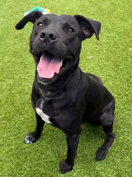 Herm -  Pit Bull Terrier and Mixed Breed Dog for Adoption in Frankfort, Kentucky - Herm | PetCurious