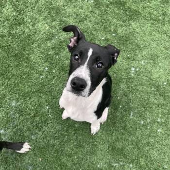 Labrador Retriever Dogs Available for Adoption - Billy | PetCurious