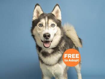 Siberian Husky Dogs Available for Adoption in Phoenix, Arizona - THOR | PetCurious