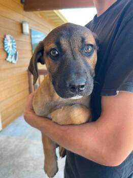 Cirrus -  Boxer and Coonhound Dog for Adoption in Bolivar, Missouri - Cirrus | PetCurious