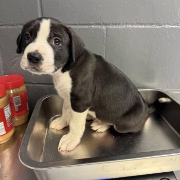 TUSC-Stray-84797 -  Labrador Retriever and Pit Bull Terrier Dog for Adoption in Tuscaloosa, Alabama - TUSC-Stray-84797 | PetCurious