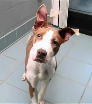Phoebe -  Mixed Breed Dog for Adoption in Nashville, Tennessee - Phoebe | PetCurious