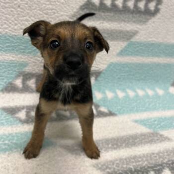 Rescue Mixed Breed Dogs for Adoption in Beaumont, Texas - Cranberry | PetCurious